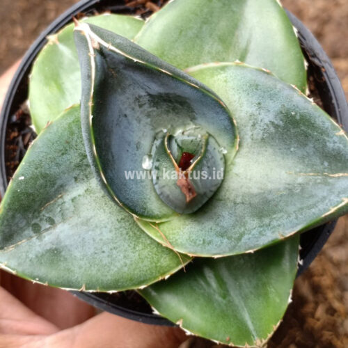 Agave Pumila, real gallery image #9 plants. Picture taken directly from kaktus.id community Agave farmer green houses.