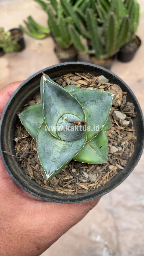 Agave Pumila, real gallery image #14 plants. Picture taken directly from kaktus.id community Agave farmer green houses.