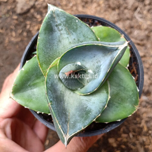 Agave Pumila, real gallery image #11 plants. Picture taken directly from kaktus.id community Agave farmer green houses.