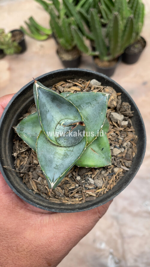 Agave Pumila, real gallery image #13 plants. Picture taken directly from kaktus.id community Agave farmer green houses.