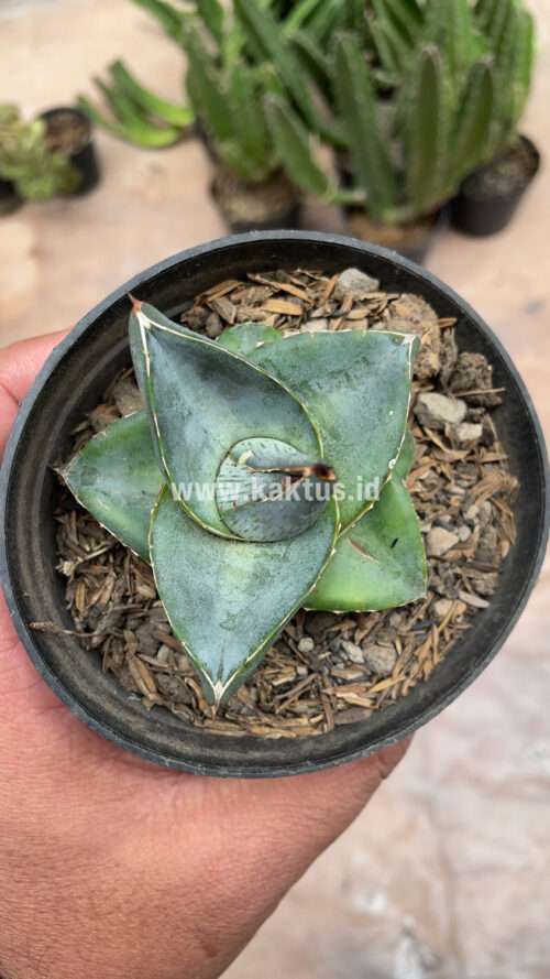Agave Pumila, real gallery image #12 plants. Picture taken directly from kaktus.id community Agave farmer green houses.