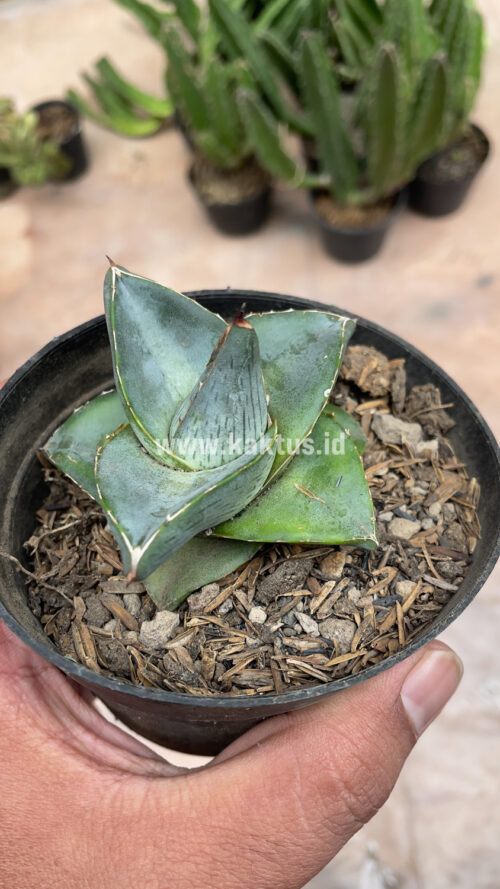 Agave Pumila, real gallery image #10 plants. Picture taken directly from kaktus.id community Agave farmer green houses.