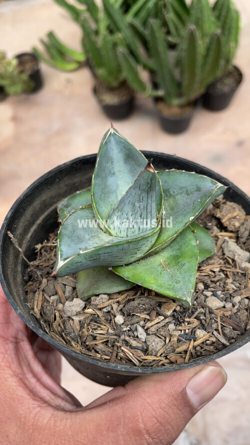 Agave Pumila, real gallery image #8 plants. Picture taken directly from kaktus.id community Agave farmer green houses.