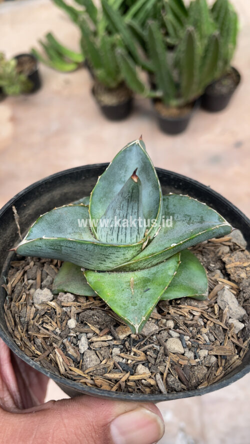 Agave Pumila, real gallery image #2 plants. Picture taken directly from kaktus.id community Agave farmer green houses.