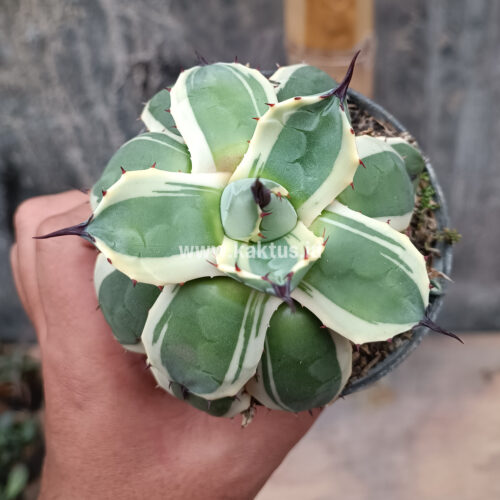 Agave Patonii, real gallery image #13 plants. Picture taken directly from kaktus.id community Agave farmer green houses.