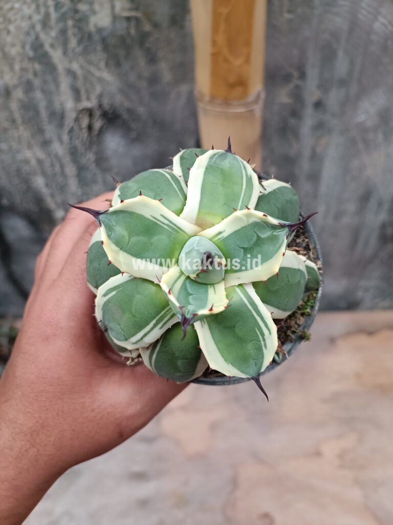 kaktus.id