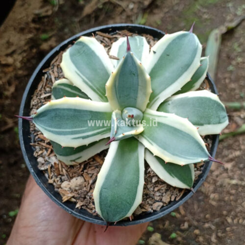 Agave Patonii, real gallery image #26 plants. Picture taken directly from kaktus.id community Agave farmer green houses.