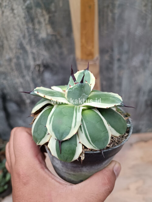 Agave Patonii, real gallery image #28 plants. Picture taken directly from kaktus.id community Agave farmer green houses.