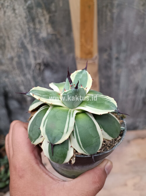 Agave Patonii, real gallery image #27 plants. Picture taken directly from kaktus.id community Agave farmer green houses.