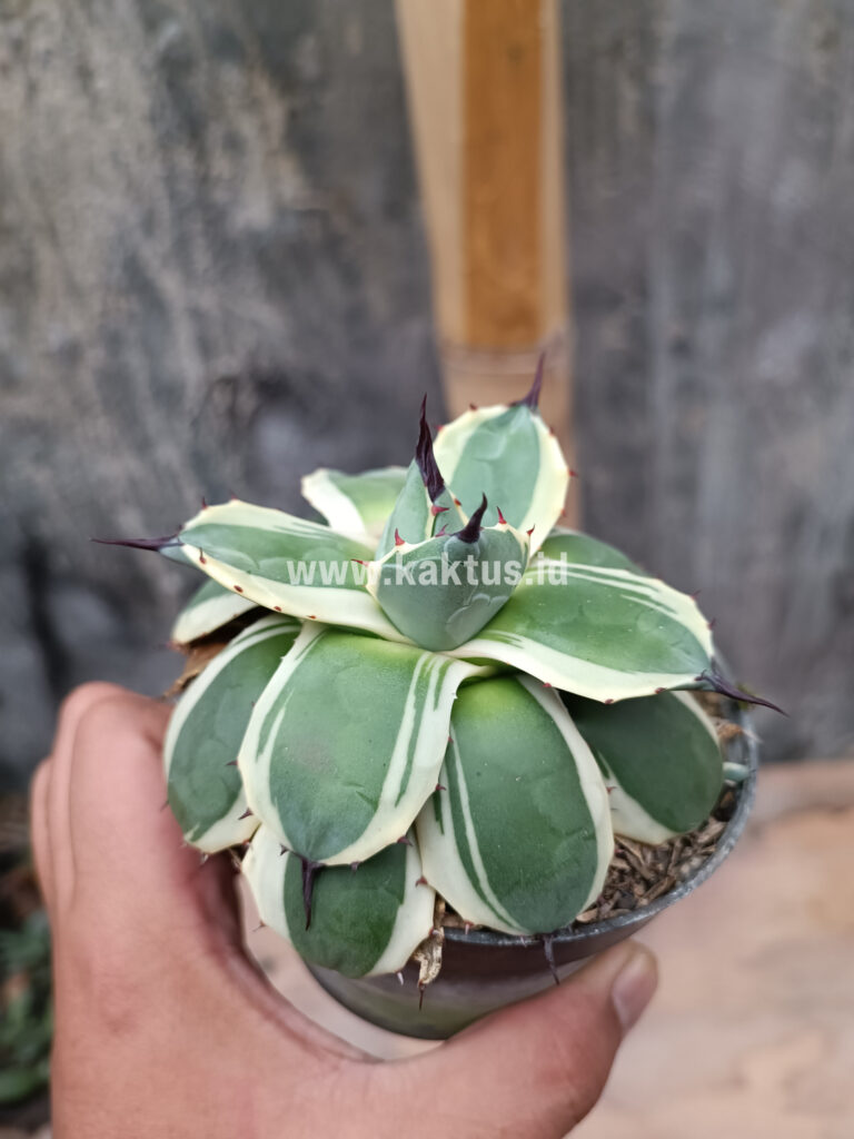 kaktus.id