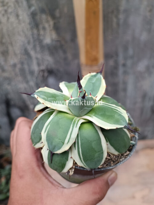 Agave Patonii, real gallery image #23 plants. Picture taken directly from kaktus.id community Agave farmer green houses.