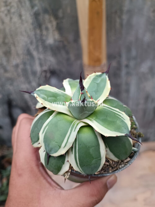 Agave Patonii, real gallery image #22 plants. Picture taken directly from kaktus.id community Agave farmer green houses.