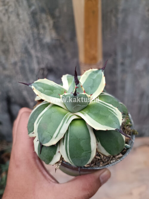 Agave Patonii, real gallery image #21 plants. Picture taken directly from kaktus.id community Agave farmer green houses.