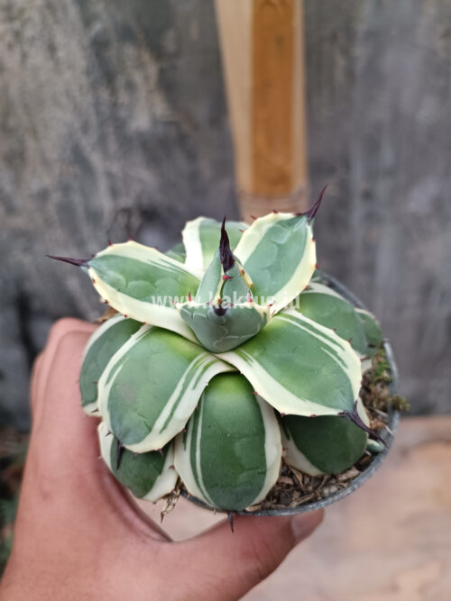 Agave Patonii, real gallery image #19 plants. Picture taken directly from kaktus.id community Agave farmer green houses.