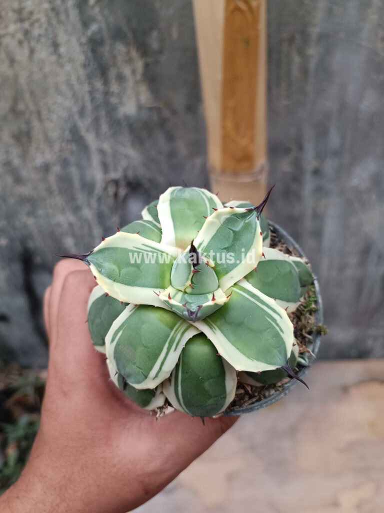 kaktus.id