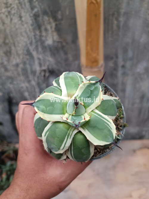Agave Patonii, real gallery image #17 plants. Picture taken directly from kaktus.id community Agave farmer green houses.