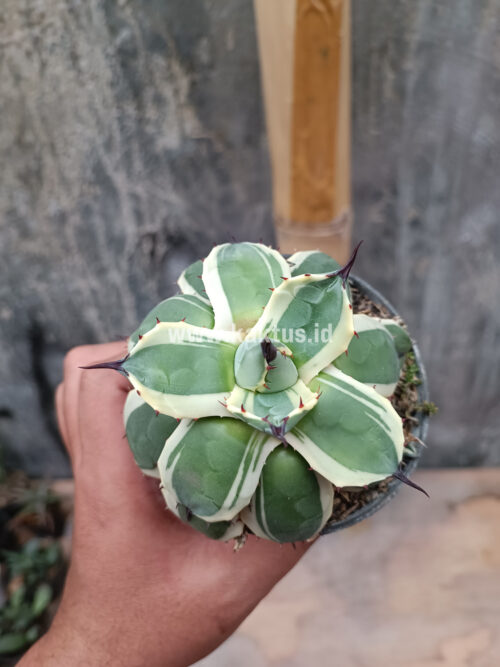 Agave Patonii, real gallery image #16 plants. Picture taken directly from kaktus.id community Agave farmer green houses.
