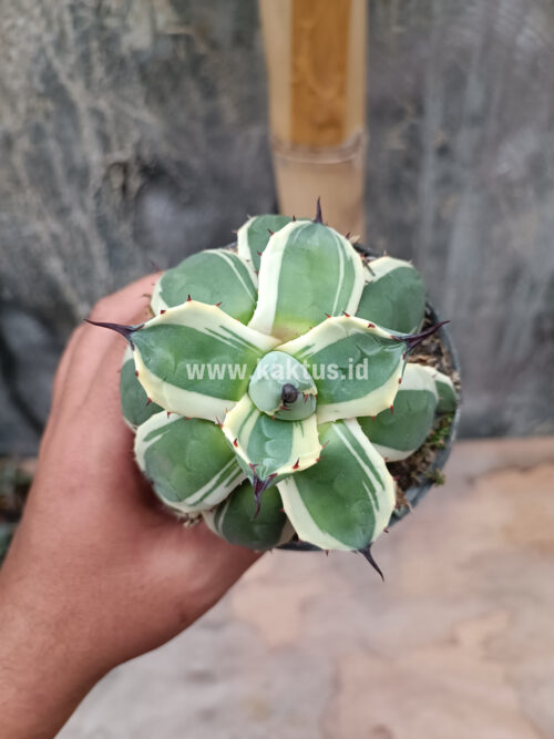 Agave Patonii, real gallery image #36 plants. Picture taken directly from kaktus.id community Agave farmer green houses.
