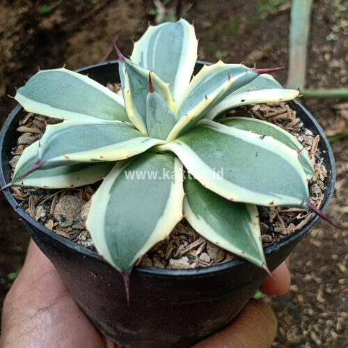 Agave Patonii, real gallery image #20 plants. Picture taken directly from kaktus.id community Agave farmer green houses.