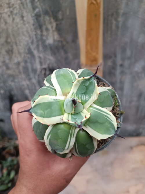 Agave Patonii, real gallery image #14 plants. Picture taken directly from kaktus.id community Agave farmer green houses.