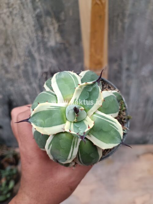Agave Patonii, real gallery image #12 plants. Picture taken directly from kaktus.id community Agave farmer green houses.