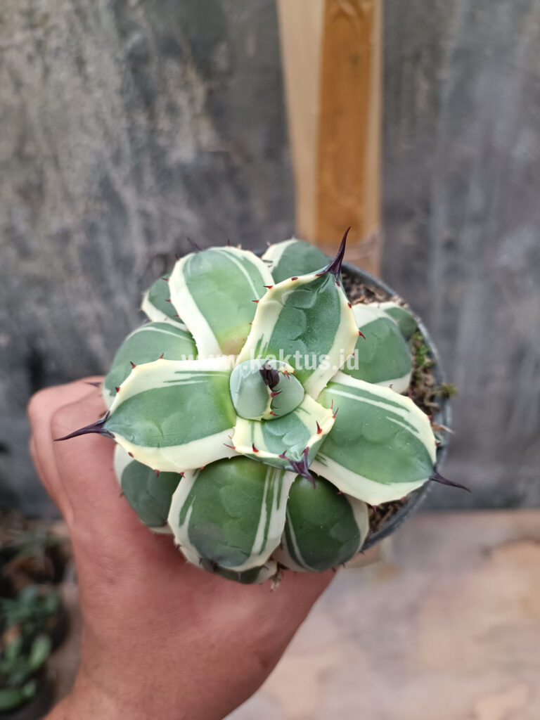 kaktus.id
