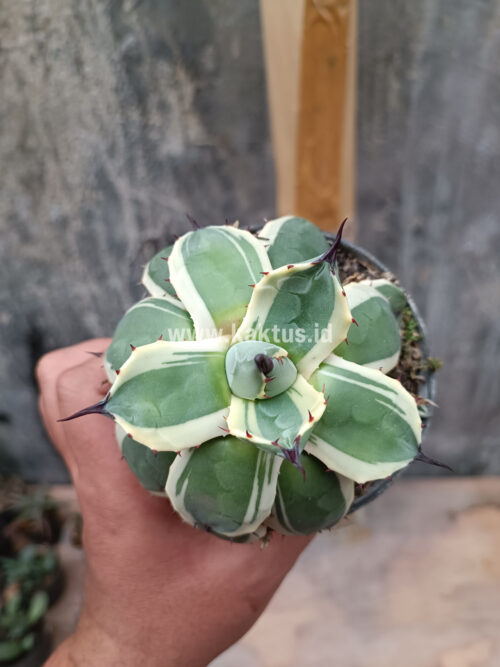 Agave Patonii, real gallery image #9 plants. Picture taken directly from kaktus.id community Agave farmer green houses.