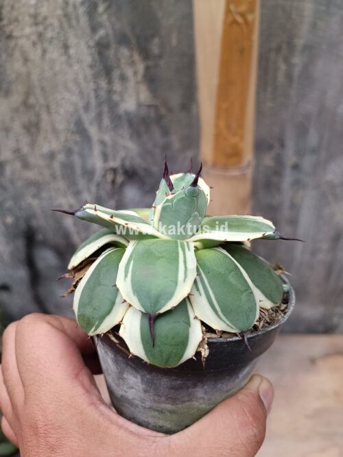 Agave Patonii, real gallery image #8 plants. Picture taken directly from kaktus.id community Agave farmer green houses.