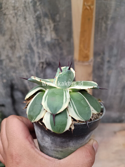 Agave Patonii, real gallery image #7 plants. Picture taken directly from kaktus.id community Agave farmer green houses.