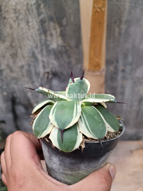 Agave Patonii, real gallery image #5 plants. Picture taken directly from kaktus.id community Agave farmer green houses.