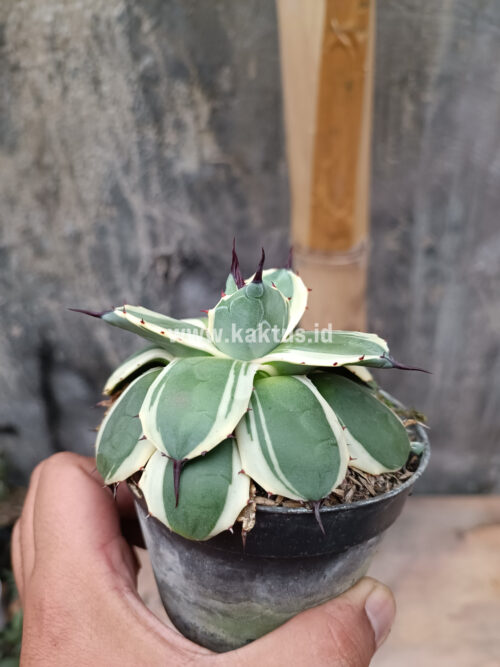 Agave Patonii, real gallery image #3 plants. Picture taken directly from kaktus.id community Agave farmer green houses.