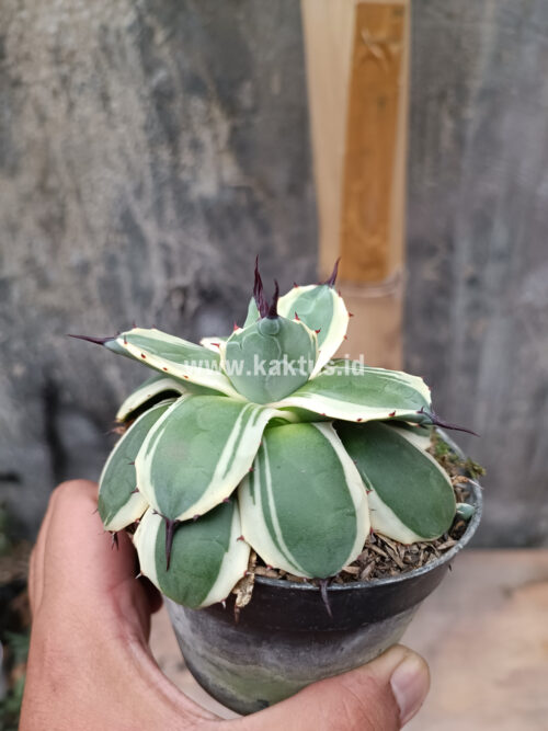 Agave Patonii, real gallery image #1 plants. Picture taken directly from kaktus.id community Agave farmer green houses.