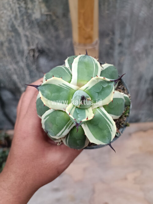 Agave Patonii, real gallery image #35 plants. Picture taken directly from kaktus.id community Agave farmer green houses.