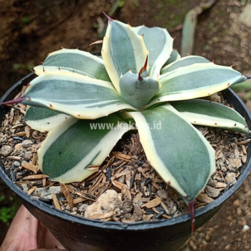 Agave Patonii, real gallery image #4 plants. Picture taken directly from kaktus.id community Agave farmer green houses.