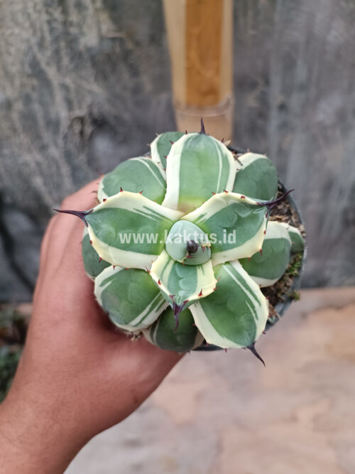 Agave Patonii, real gallery image #34 plants. Picture taken directly from kaktus.id community Agave farmer green houses.