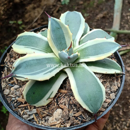 Agave Patonii, real gallery image #24 plants. Picture taken directly from kaktus.id community Agave farmer green houses.