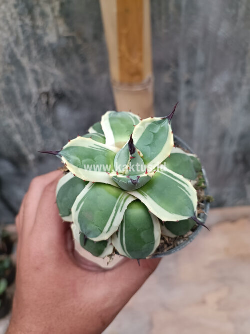 Agave Patonii, real gallery image #33 plants. Picture taken directly from kaktus.id community Agave farmer green houses.