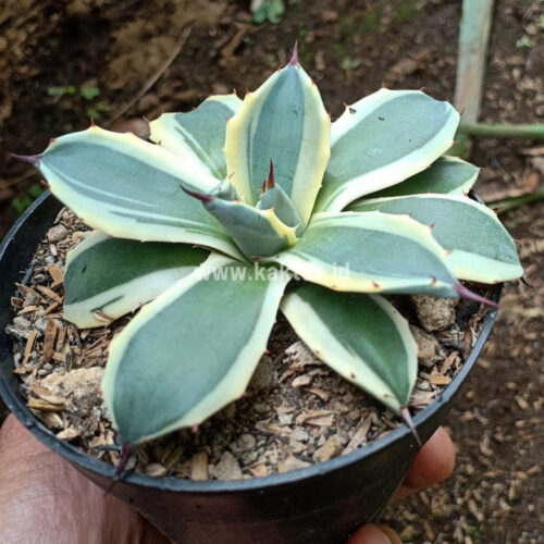 Agave Patonii, real gallery image #11 plants. Picture taken directly from kaktus.id community Agave farmer green houses.