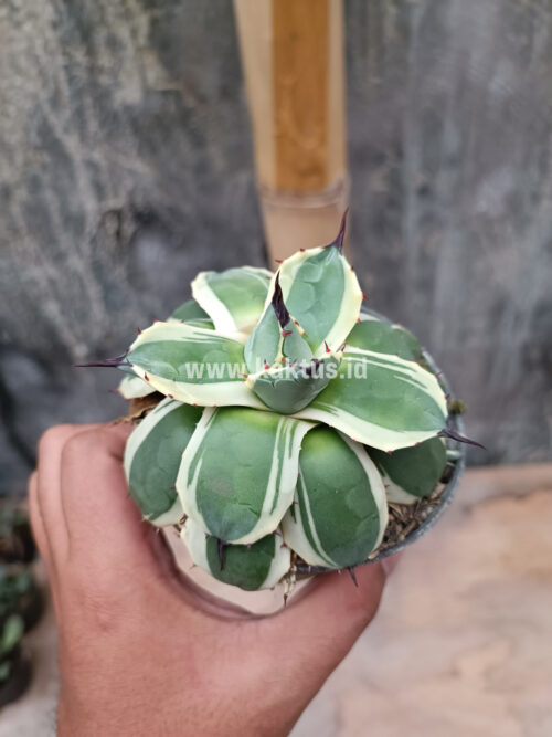 Agave Patonii, real gallery image #32 plants. Picture taken directly from kaktus.id community Agave farmer green houses.