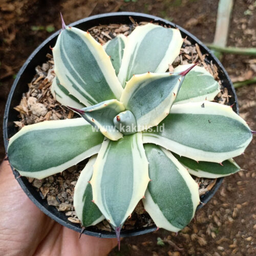 Agave Patonii, real gallery image #2 plants. Picture taken directly from kaktus.id community Agave farmer green houses.