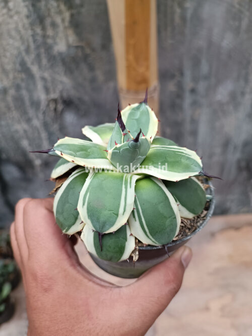 Agave Patonii, real gallery image #31 plants. Picture taken directly from kaktus.id community Agave farmer green houses.