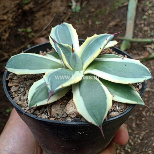 Agave Patonii, real gallery image #38 plants. Picture taken directly from kaktus.id community Agave farmer green houses.