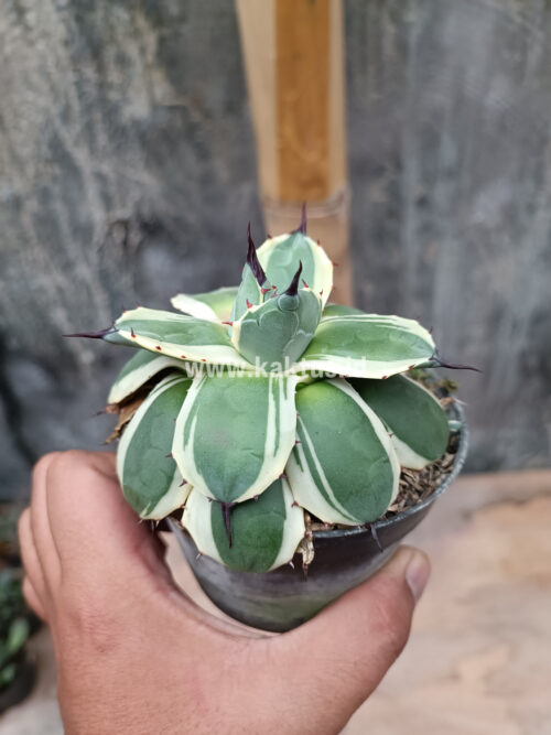 Agave Patonii, real gallery image #30 plants. Picture taken directly from kaktus.id community Agave farmer green houses.