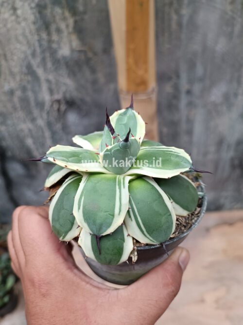 Agave Patonii, real gallery image #29 plants. Picture taken directly from kaktus.id community Agave farmer green houses.