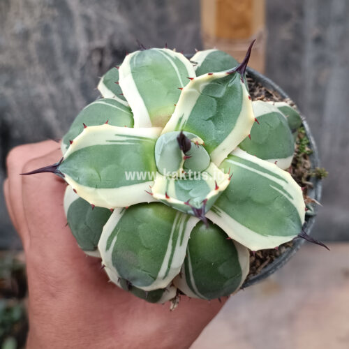 Agave Patonii, real gallery image #15 plants. Picture taken directly from kaktus.id community Agave farmer green houses.