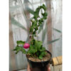 Ephypilum Guatemala Genset 'Curlyclock', real gallery image #2 plants. Picture taken directly from kaktus.id community Ephypilum farmer green houses.