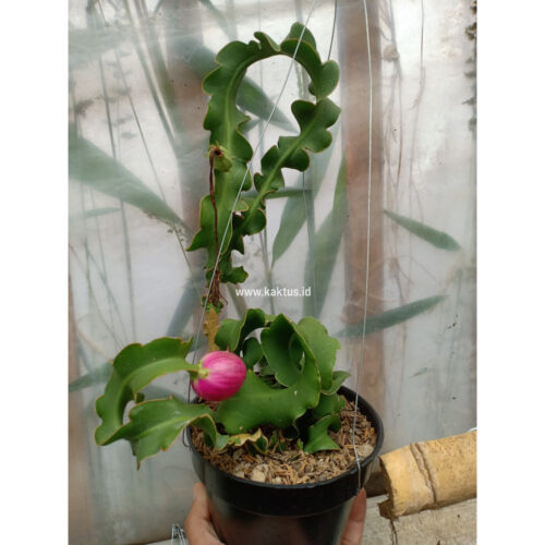 Ephypilum Guatemala Genset 'Curlyclock', real gallery image #1 plants. Picture taken directly from kaktus.id community Ephypilum farmer green houses.
