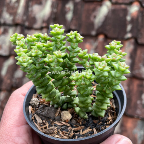 Crassula Tom Thumb, real gallery image #3 plants. Picture taken directly from kaktus.id community Crassula farmer green houses.