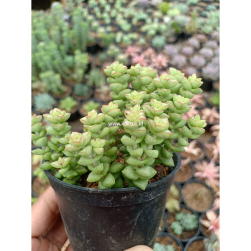 Crassula Tom Thumb, real gallery image #2 plants. Picture taken directly from kaktus.id community Crassula farmer green houses.