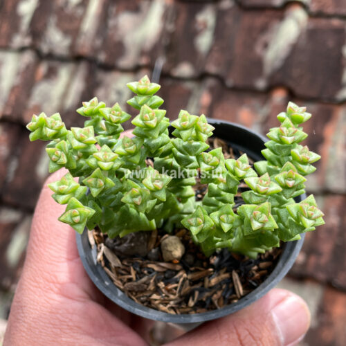 Crassula Tom Thumb, real gallery image #5 plants. Picture taken directly from kaktus.id community Crassula farmer green houses.